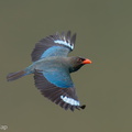 Oriental Dollarbird-240327-220MSDCF-FYP06115-W.jpg