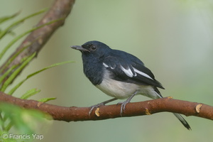 Oriental Magpie-Robin-180110-115EOS1D-F1X28518-W.jpg (4427 visits) Oriental Magpie-Robin at MacRitchie Reservoir Oriental Magpie-Robin-180110-115EOS1D-F1X28518-W.jpg
