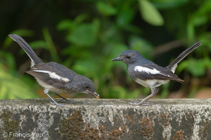 Oriental Magpie-Robin-190511-117ND500-FYP_2535-W.jpg (4338 visits) Oriental Magpie-Robin at Upper Seletar Reservoir Park Oriental Magpie-Robin-190511-117ND500-FYP_2535-W.jpg