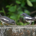Oriental_Magpie-Robin-190511-117ND500-FYP_2535-W.jpg
