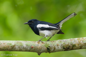 Oriental Magpie-Robin-250915-123FRYAP-FYA02203-W.jpg (274 visits) Oriental Magpie-Robin at Singapore Botanic Gardens Oriental Magpie-Robin-250915-123FRYAP-FYA02203-W.jpg
