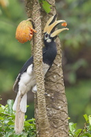 Oriental Pied Hornbill-140518-116EOS1D-FY1X7000-W.jpg (4330 visits) Oriental Pied Hornbill at Pulau Ubin Oriental Pied Hornbill-140518-116EOS1D-FY1X7000-W.jpg