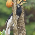 Oriental_Pied_Hornbill-140518-116EOS1D-FY1X7000-W.jpg