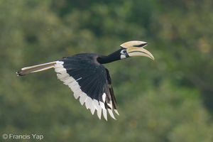 Oriental Pied Hornbill-200829-116MSDCF-FYP07844-W.jpg