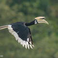 Oriental Pied Hornbill-200829-116MSDCF-FYP07844-W.jpg