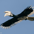 Oriental_Pied_Hornbill-200830-117MSDCF-FYP00207-W.jpg
