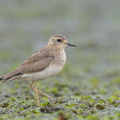 Oriental_Plover-121013-102EOS1D-FY1X6381-W.jpg
