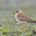 Oriental_Plover-121013-102EOS1D-FY1X6461-W.jpg
