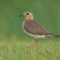 Oriental_Plover-250416-103FRYAP-FYA06521-W.jpg