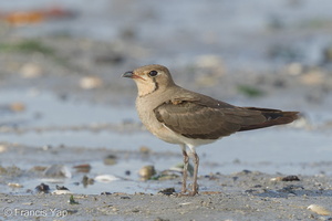 Oriental Pratincole-161212-107EOS1D-F1X29155-W.jpg (4473 visits) Oriental Pratincole at Seletar Dam Oriental Pratincole-161212-107EOS1D-F1X29155-W.jpg