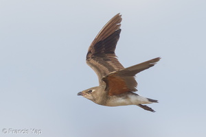 Oriental Pratincole-161212-107EOS1D-F1X29262-W.jpg (4469 visits) Oriental Pratincole at Seletar Dam Oriental Pratincole-161212-107EOS1D-F1X29262-W.jpg