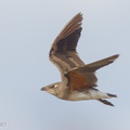 Oriental_Pratincole-161212-107EOS1D-F1X29262-W.jpg