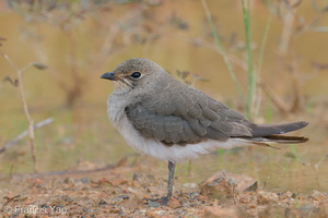 Oriental Pratincole-191015-100MSDCF-FYP09268-W.jpg (4493 visits) Oriental Pratincole at Neo Tiew Harvest Lane Oriental Pratincole-191015-100MSDCF-FYP09268-W.jpg