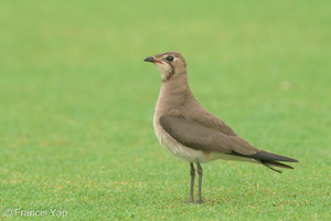 Oriental Pratincole-191209-107MSDCF-FYP03680-W.jpg (4471 visits) Oriental Pratincole at NSRCC Kranji Oriental Pratincole-191209-107MSDCF-FYP03680-W.jpg