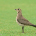 Oriental_Pratincole-191209-107MSDCF-FYP03680-W.jpg