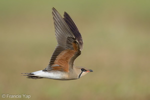 Oriental Pratincole-210311-104MSDCF-FRY03478-W.jpg (4505 visits) Oriental Pratincole at Marina East Drive Oriental Pratincole-210311-104MSDCF-FRY03478-W.jpg