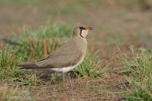 Oriental Pratincole-210311-104MSDCF-FRY03641-W.jpg (4346 visits) Oriental Pratincole at Marina East Drive Oriental Pratincole-210311-104MSDCF-FRY03641-W.jpg