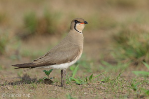 Oriental Pratincole-210311-104MSDCF-FRY03938-W.jpg (4317 visits) Oriental Pratincole at Marina East Drive Oriental Pratincole-210311-104MSDCF-FRY03938-W.jpg