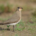 Oriental_Pratincole-210311-104MSDCF-FRY03938-W.jpg