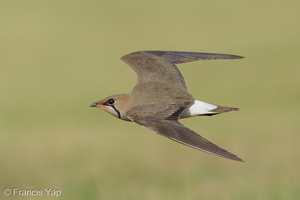 Oriental Pratincole-210311-104MSDCF-FRY04431-W.jpg (4361 visits) Oriental Pratincole at Marina East Drive Oriental Pratincole-210311-104MSDCF-FRY04431-W.jpg