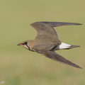 Oriental_Pratincole-210311-104MSDCF-FRY04431-W.jpg