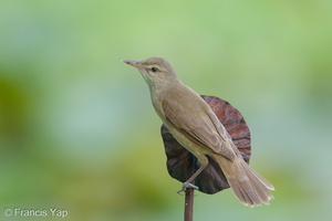 Oriental Reed Warbler-190504-117ND500-FYP_0862-W.jpg