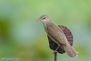Oriental Reed Warbler-190504-117ND500-FYP_0880-W.jpg