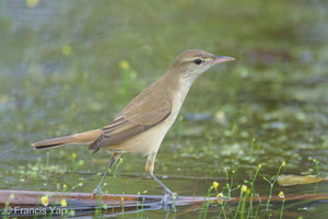 Oriental Reed Warbler-251125-136FRYAP-FYA00064-W.jpg