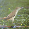 Oriental Reed Warbler-251125-136FRYAP-FYA00064-W.jpg