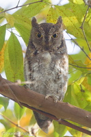 Oriental Scops Owl-170111-109EOS1D-F1X21245-W.jpg (4221 visits) Oriental Scops Owl at Dairy Farm Nature Park Oriental Scops Owl-170111-109EOS1D-F1X21245-W.jpg