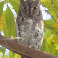 Oriental_Scops_Owl-170111-109EOS1D-F1X21245-W.jpg