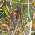 Oriental Scops Owl-170111-109EOS1D-F1X21852-W.jpg