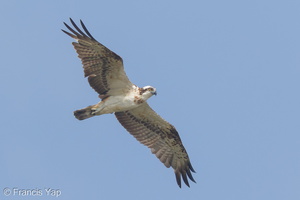 Osprey-160330-103EOS7D-FY7D3821-W.jpg (3503 visits) Osprey at Sungei Buloh Wetland Reserve Osprey-160330-103EOS7D-FY7D3821-W.jpg