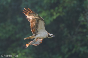 Osprey-210217-131MSDCF-FYP02973-W.jpg (1981 visits) Osprey at Jelutong Tower Osprey-210217-131MSDCF-FYP02973-W.jpg