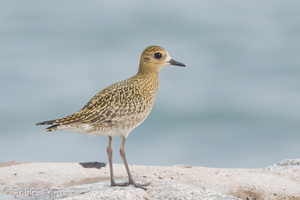 Pacific Golden Plover-161024-106EOS1D-F1X22771-W.jpg