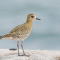 Pacific_Golden_Plover-161024-106EOS1D-F1X22771-W.jpg