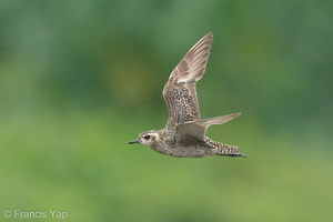 Pacific Golden Plover-200912-117MSDCF-FYP06136-W.jpg