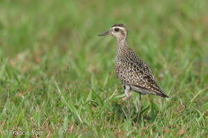 Pacific Golden Plover-220917-154MSDCF-FYP03999-W.jpg