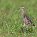 Pacific_Golden_Plover-220917-154MSDCF-FYP03999-W.jpg