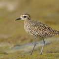 Pacific Golden Plover-260324-166FRYAP-FYA03492-W.jpg