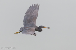 Pacific Reef Heron-120919-101EOS1D-FY1X7540-W.jpg (4297 visits) Pacific Reef Heron at Seletar Dam Pacific Reef Heron-120919-101EOS1D-FY1X7540-W.jpg