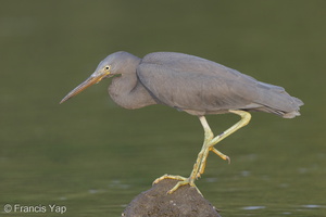 Pacific Reef Heron-140915-118EOS1D-FY1X1256-W.jpg (4407 visits) Pacific Reef Heron at Seletar Dam Pacific Reef Heron-140915-118EOS1D-FY1X1256-W.jpg
