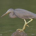 Pacific_Reef_Heron-140915-118EOS1D-FY1X1256-W.jpg