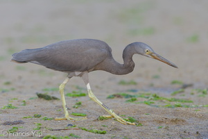 Pacific Reef Heron-140915-118EOS1D-FY1X1483-W.jpg (4226 visits) Pacific Reef Heron at Seletar Dam Pacific Reef Heron-140915-118EOS1D-FY1X1483-W.jpg