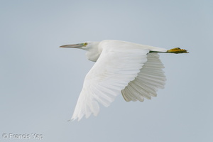 Pacific Reef Heron-200906-117MSDCF-FYP02693-W.jpg (4345 visits) Pacific Reef Heron at Marina East Drive Pacific Reef Heron-200906-117MSDCF-FYP02693-W.jpg