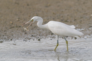Pacific Reef Heron-200906-117MSDCF-FYP03138-W.jpg (4384 visits) Pacific Reef Heron at Marina East Drive Pacific Reef Heron-200906-117MSDCF-FYP03138-W.jpg