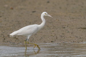 Pacific Reef Heron-200906-117MSDCF-FYP03192-W.jpg (4372 visits) Pacific Reef Heron at Marina East Drive Pacific Reef Heron-200906-117MSDCF-FYP03192-W.jpg