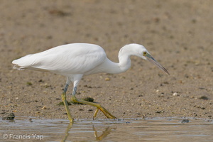 Pacific Reef Heron-200906-117MSDCF-FYP03214-W.jpg (4404 visits) Pacific Reef Heron at Marina East Drive Pacific Reef Heron-200906-117MSDCF-FYP03214-W.jpg