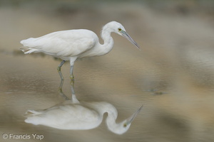 Pacific Reef Heron-211003-121MSDCF-FRY08076-W.jpg (4444 visits) Pacific Reef Heron at Marina East Drive Pacific Reef Heron-211003-121MSDCF-FRY08076-W.jpg