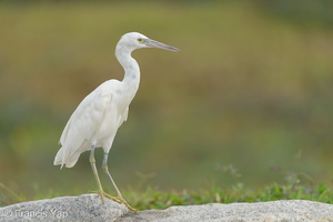 Pacific Reef Heron-211003-121MSDCF-FRY08508-W.jpg (4366 visits) Pacific Reef Heron at Marina East Drive Pacific Reef Heron-211003-121MSDCF-FRY08508-W.jpg